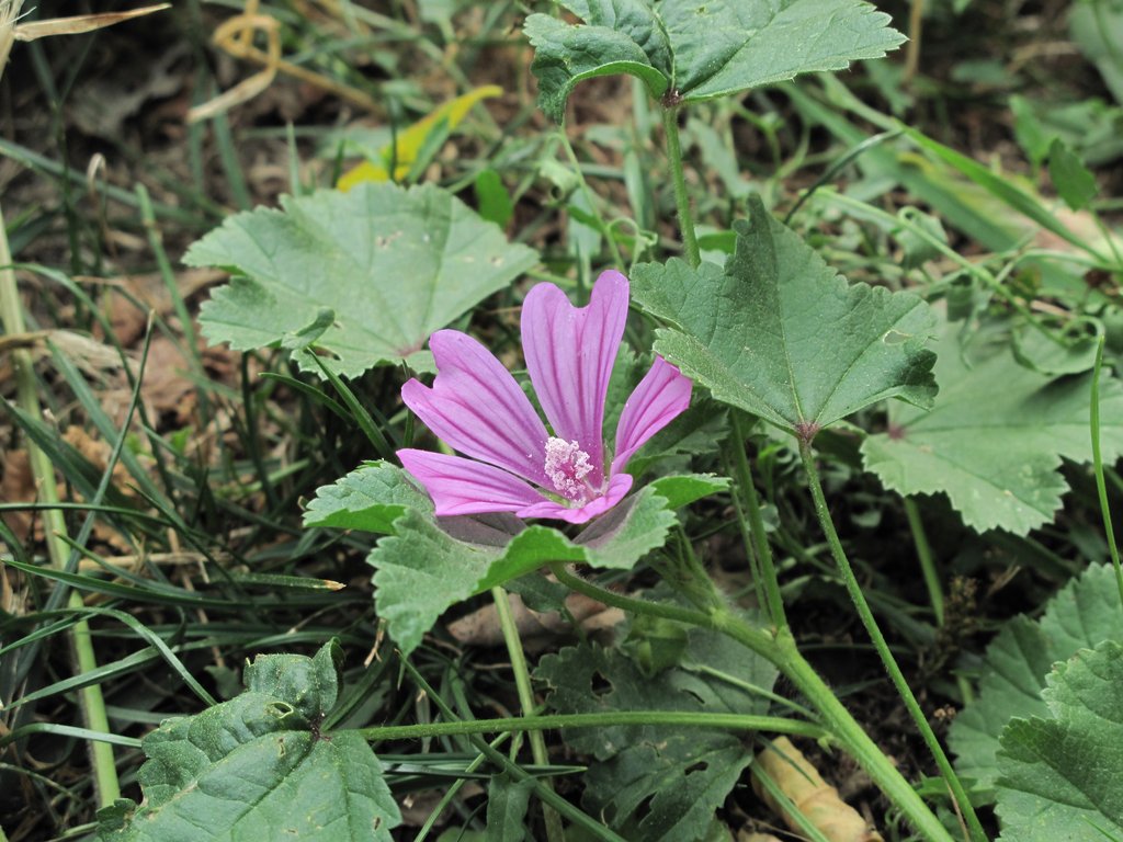 Malva sylvestris